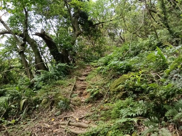瑞芳區瑞芳四秀(白象山+秀崎山+瑞芳山+龍潭山)2785211