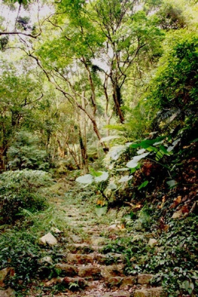 【台中】松香滿山林—德芙蘭步道