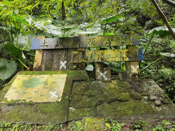 微笑山線：【天上山系】望月亭桐花段3001583