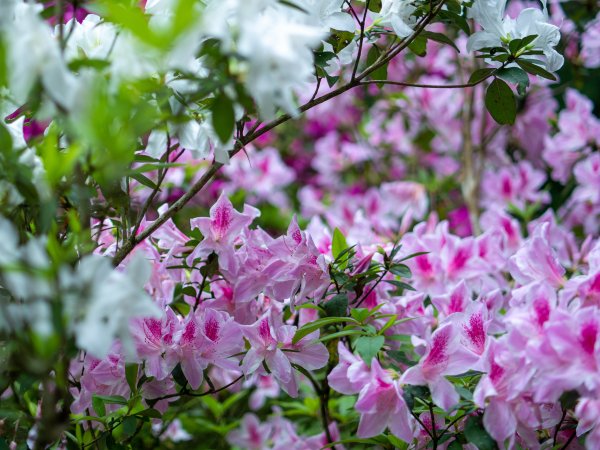 三民蝙輻洞2802478