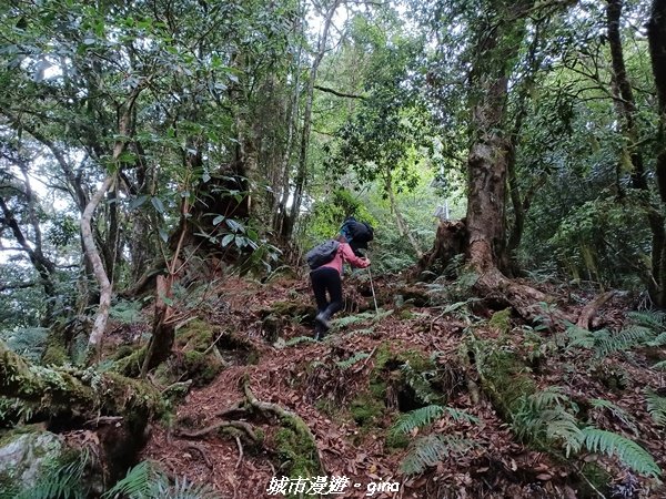 【花蓮秀林】迷霧森林。 小百岳集起來。編號86小百岳卡拉寶山步道