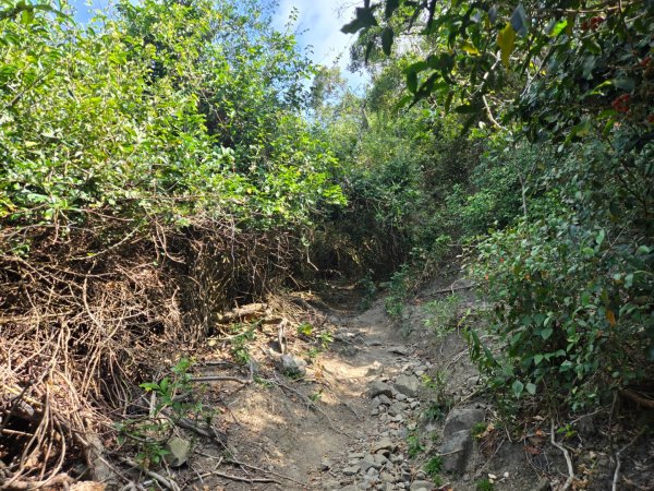 大山母山（小百岳）3007462