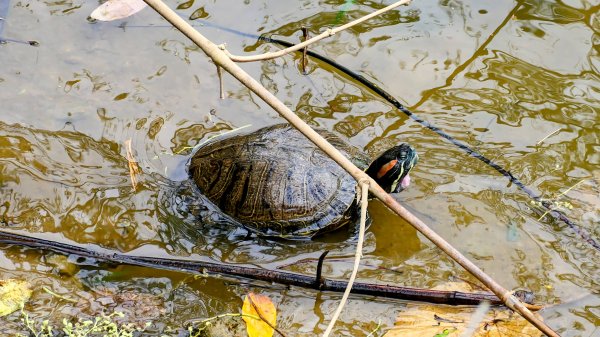 白石湖沒有百合花。晶片關稅2781548