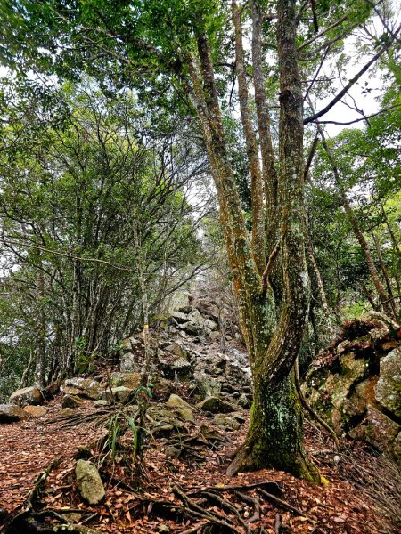 波津加山-谷關七雄(老四)3015183