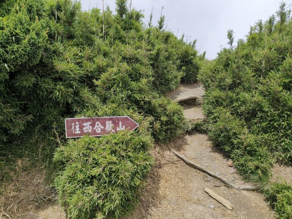 南投/花蓮-合歡北峰3053837