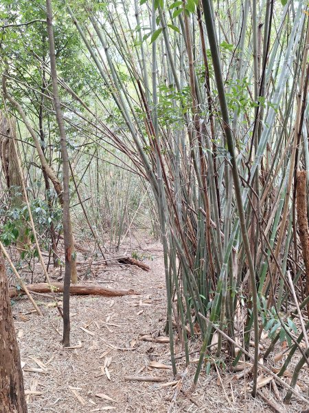 三段崎古道202401222696420