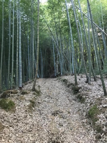 起九芎神木嘉南雲峰.石壁山.好望角432299