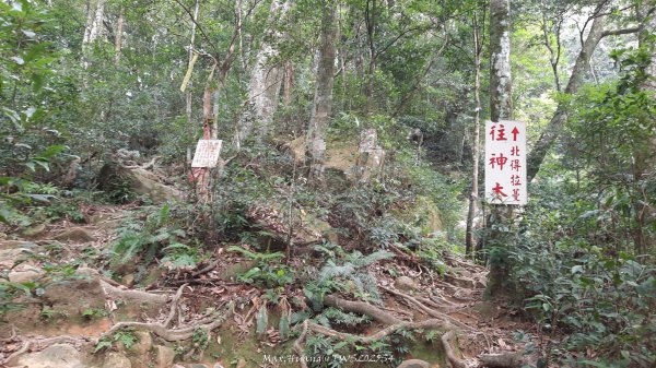 《新竹》斷崖神木｜北得拉曼步道小P繞202510172917540