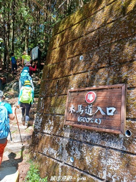 【台中和平】蟲鳴鳥叫迴盪在林間。大雪山國家森林遊樂區-稍來小雪山國家步道2580679