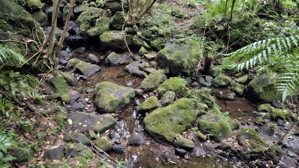 20251127菁苗步道-紅樓秘境-環七星步道O型2947308