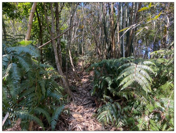 頭社水庫、大舌滿山2757562