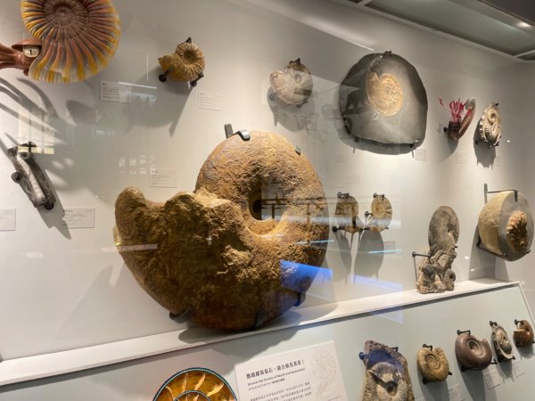 雨天備案💙 台灣博物館的古生代館-台大動植物館免費參觀-北投♨️季2798995