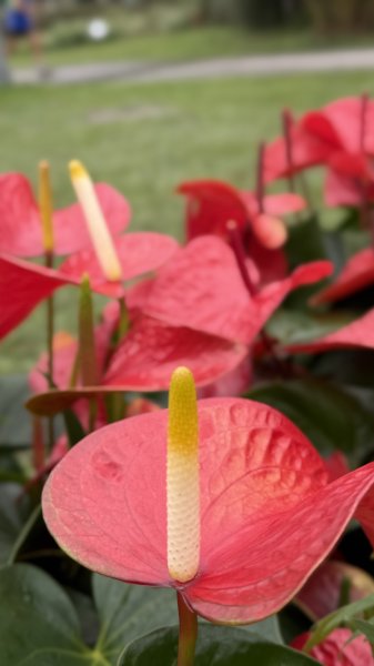 2025台北杜鵑花季｜大安森林公園｜迎曦花丘｜20250307｜峯花雪月2729819