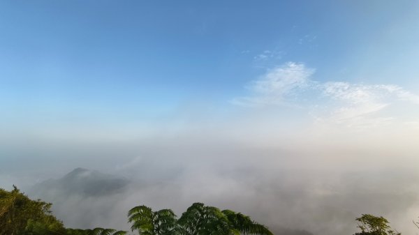 雲山水花鳥蝶-天龍國阿伯的日常 #艷紅鹿子百合 #大鳳蝶 #玉帶鳳蝶2863898