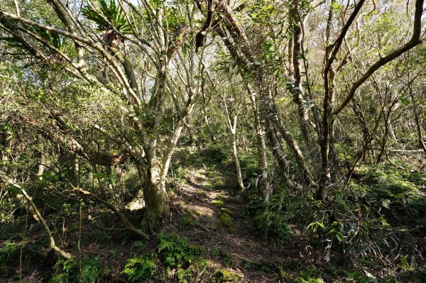 新北 新店 直潭山、二龍山2703905