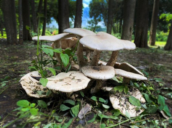 【植物】蕈菇界「卡比獸」 台南山上水道博物館出現巨大金福菇
