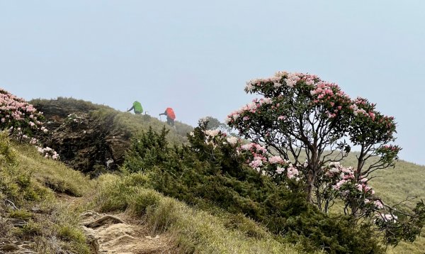 合歡北西峰賞花趣1690828