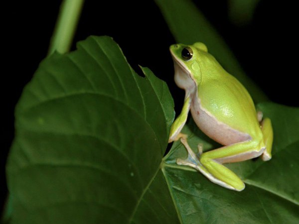 【保育】守護台灣特有種諸羅樹蛙 中正大學再造後山生態池