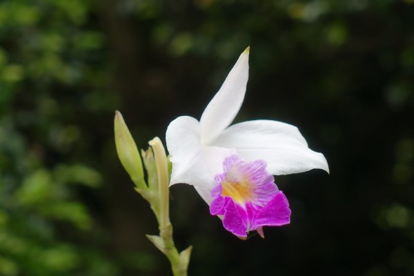 臺北植物園．孫運璿紀念館1300857