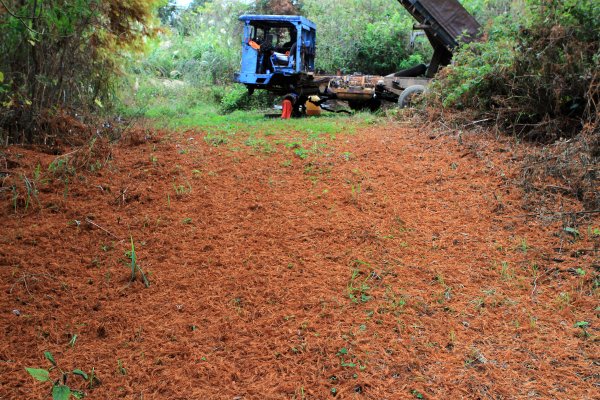 【南投~仁愛】清境農場賞銀杏落羽松楓紅1209050