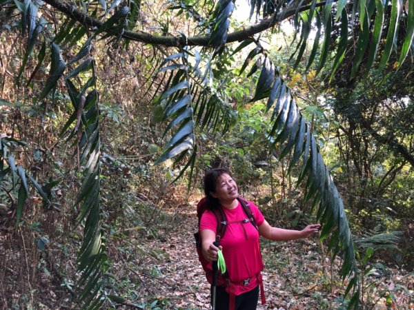 三腳南山、難山傻傻分不清楚1241022