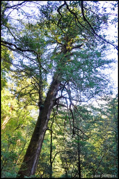 全台最大的紅檜森林 ~ 拉拉山巨木群885541