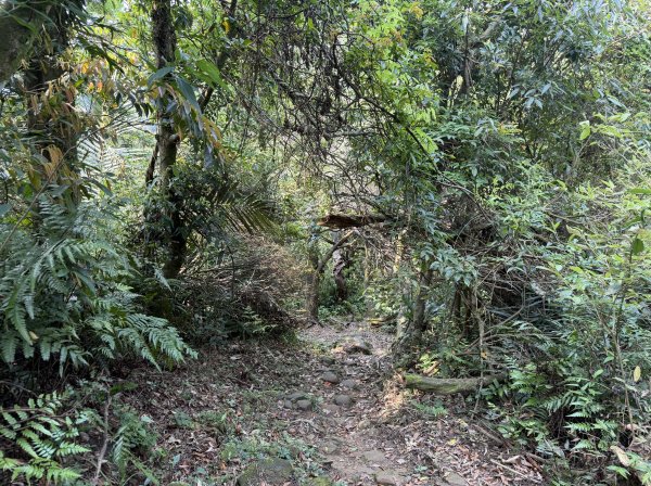 [微笑山線_第八段] 2026_0411 二格山系_筆架山北峰3035113