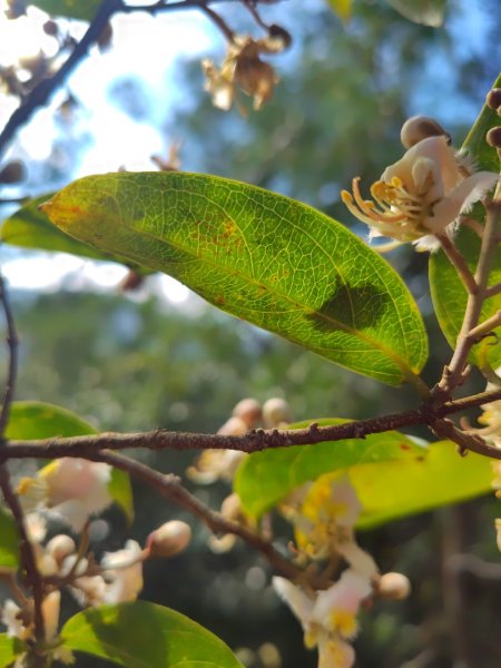 霧里乙部落-舊內文社-霧里乙山東北峰-霧里乙山-霧里乙南山-獅子頭山2766071