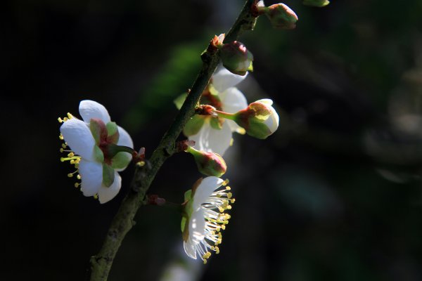 【臺南~楠西】梅嶺賞梅一~觀音步道1246933