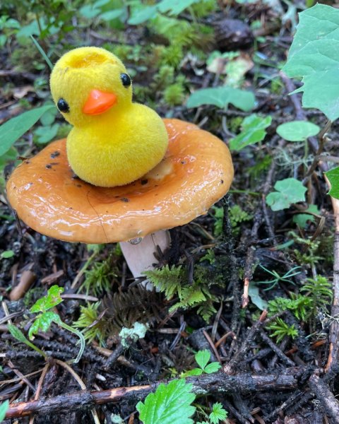 川藏33天深度之旅💙#稻城亞丁-來古冰川2902357