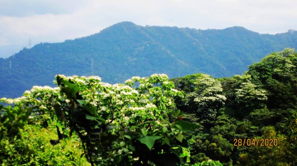 南勢角山-山訓飽覽桐花勝景952285