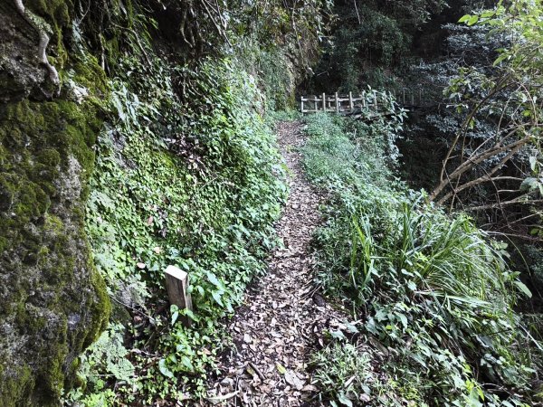 [玉山尋寶任務-07/12] 2025_0824 八通關雲龍瀑布步道2870544