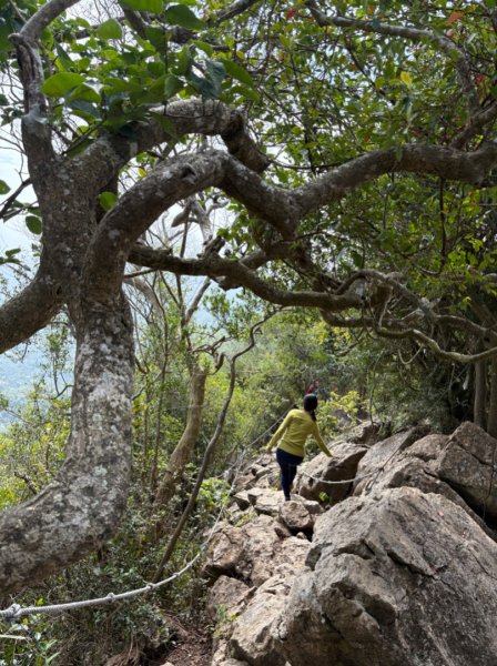 龍麟山步道（王爺崙2703657