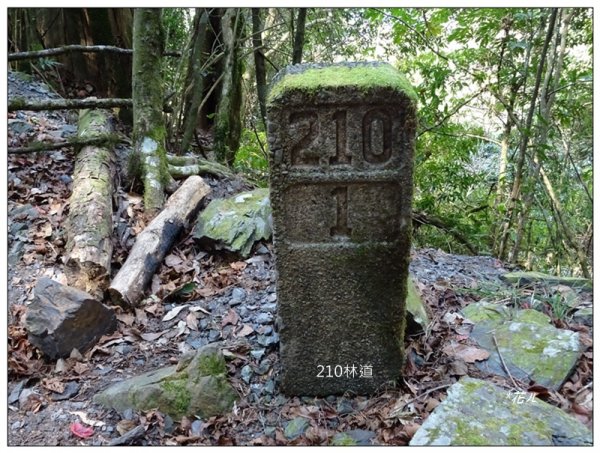 大雪山210林道、烏石坑山連走2077215