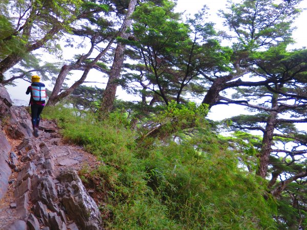 攀上台灣之巔，賞高山花海及島嶼天光1011615