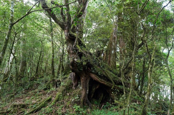 新北 烏來 山車廣山、檜山2567388