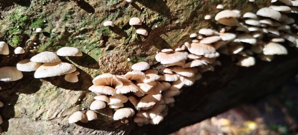 2025/09/20_鵝公髻山步道2892244