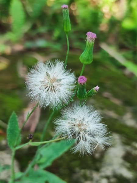 後花園散散步2855164