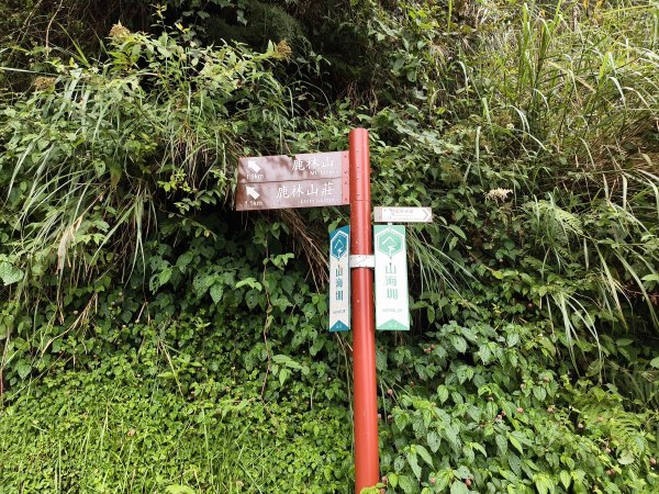 [玉山尋寶任務-08/12] 2025_0824 鹿林山步道_鹿林山2870796