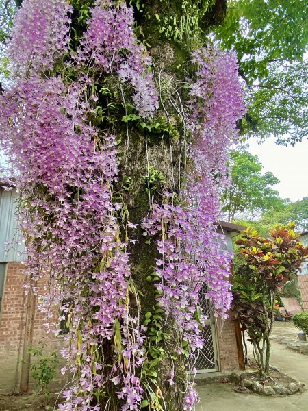 嘉義賞花趣--天宮石斛花瀑、竹崎公園花旗木    2021/4/141349445