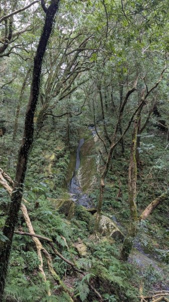 北得拉曼巨木步道2695499