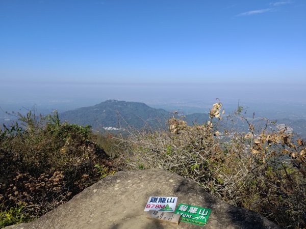 植物照片雞籠山九龍山大凍山2395696