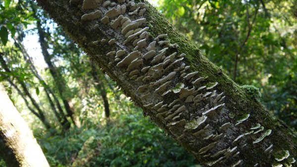 松蘿湖單攻登山健行趣（步道）1522172