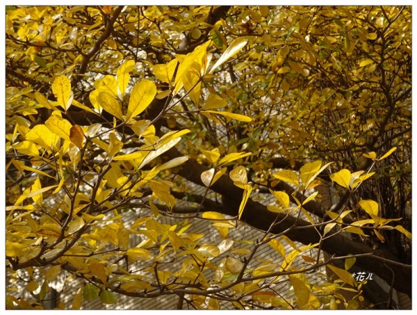 小葉欖仁/黃金雨1634911