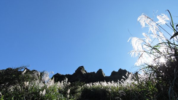 茶壺/半屏/燦光寮山賞芒趣1175576