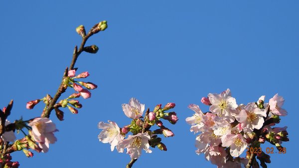 追花是簡單的快樂，賞花是恬淡的幸福。2/282045055