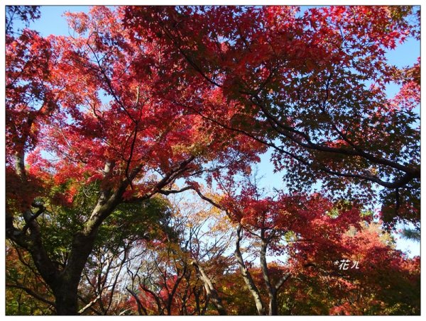 京都/東福寺的紅葉755250