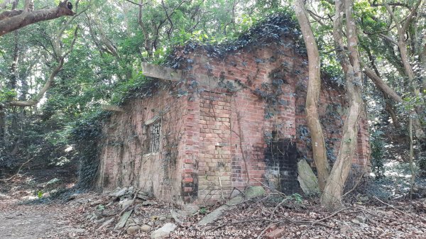 《彰化》富士櫻花｜花壇大嶺巷步道群及西來園（銀行山）登山步道202402132424708