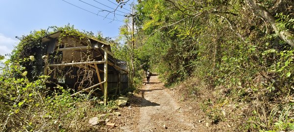 2026/03/15 白冷山步道3016796