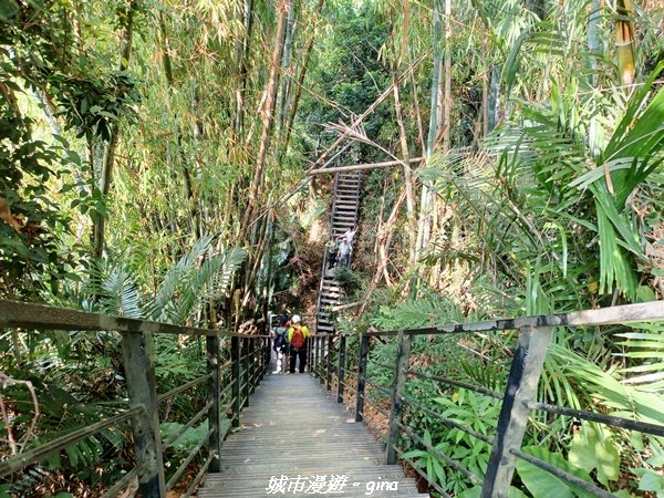 【雲林林內】台灣百大必訪步道。 龍過脈森林步道1952048